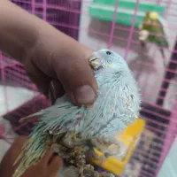 مرغ عشق