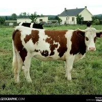 کارگر ایرانی آشنا به امورکشاورزی ودامداری با اسکان