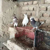 شازده کله گرگ