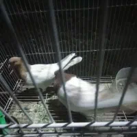 کفتر  کله  نر ماده|پرنده|گلبهار, شهر جدید گلبهار|دیوار