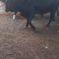 بره چاق وبره لاغر پرواری گوساله وگوشت|حیوانات مزرعه|جعفرآباد, |دیوار