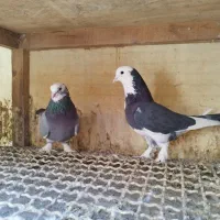 کفتر کبوتر|پرنده|مشکین‌دشت, |دیوار