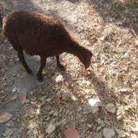 بره ریز دشتی.شهریار شهریار