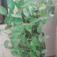 گل آپارتمانی|گل و گیاه طبیعی|کرمانشاه, |دیوار