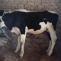 دوتا گوساله نروماده