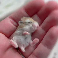 همستردستی و مینیاطوری|موش و خرگوش|شیراز, شهرک مهرگان|دیوار