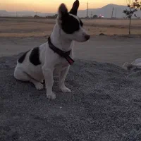 واگزاری سگ جک راسل