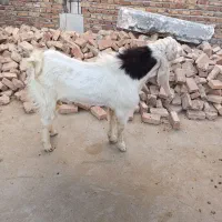 نر بز پاکستانی|حیوانات مزرعه|زاهدان, |دیوار