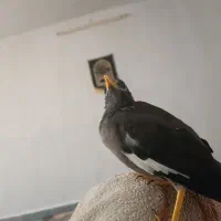 مرغ مینا ۵ ماهه