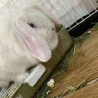 خرگوش لوپ ماده|موش و خرگوش|تبریز, |دیوار