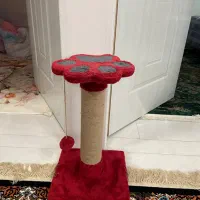 گربه ناز|گربه|مشهد, کوی سیدی|دیوار