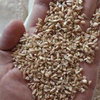 جو گندم شکسته ذرت|خدمات باغبانی و درختکاری|رامشیر, |دیوار