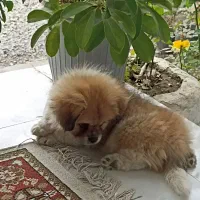 واگذاری میکس امپریال و پامر