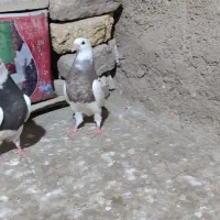 طوقی سرخ سیاه چوری چند ماهه