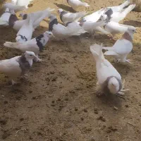 کبوتر طوقی|حیوانات|یاسوج, |دیوار