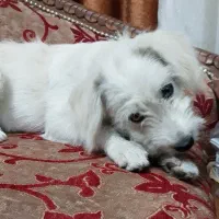 سگ شیتزو|سگ|قم, نخودی|دیوار