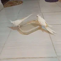 عروس هلندی آلبینو