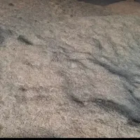 کاه سفید دیم