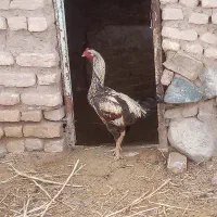 تخم مرغ لاری فروشی