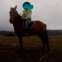 اسب یورقه|اسب و تجهیزات اسب‌سواری|اردبیل, |دیوار