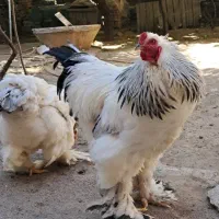 ۴ عدد برهما یکجا