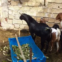 بز سه لاله|حیوانات مزرعه|بندر ماهشهر, |دیوار