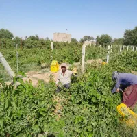 ملک فروشی ۶۵۰ متری باغ انگور|فروش دفتر صنعتی، کشاورزی، تجاری|تهران, عبدل‌آباد|دیوار