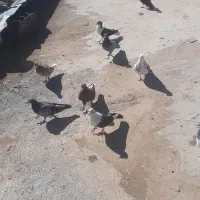 کفتر پرشی|پرنده|اسفراین, |دیوار