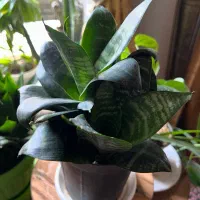 گل و گلدون|گل و گیاه طبیعی|مشهد, کوشش|دیوار