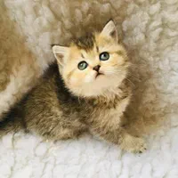 زیباترین مخلوقات بچه گربه ها|گربه|اصفهان, احمدآباد|دیوار