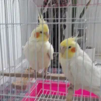 عروس هلندی لوتینو