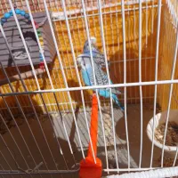 مرغ عشق|پرنده|قائن, |دیوار