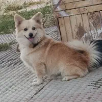 پامر گم شده|سگ|کرمانشاه, |دیوار