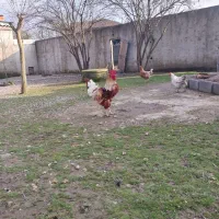 خروس|حیوانات مزرعه|رشت, حومه رشت|دیوار