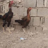 خروس لاری اوشامو جوان|حیوانات مزرعه|برازجان, |دیوار