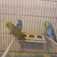 طوطی مینیاتوری