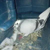 کبوتر جان آردن ماده