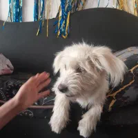 سک ۷ماهه ماده خوشگل