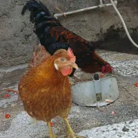 خروس و مرغ
