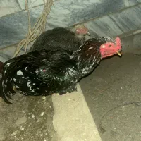 خروس لاری اوشامو