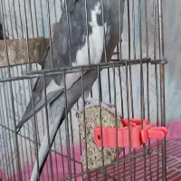 عروس هلندی