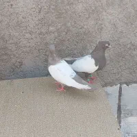 یک جفت کبوتر دوبال سفید|پرنده|پاکدشت, پاکدشت (مامازند)|دیوار