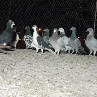۲۶تا کفتر فروشی|پرنده|زاهدان, |دیوار