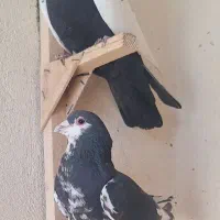 کفتر|پرنده|شیراز, مسلم|دیوار
