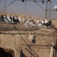 دس کفتری هوایی|پرنده|شیراز, شهرک گلها|دیوار