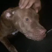 پیتبول ماده گمشده یا دزدیده شده