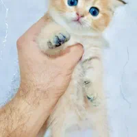 گربه با‌نمک