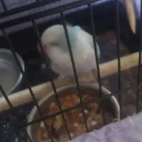 راهب نر بالغ سخنگو با سابقه جوجه دهی