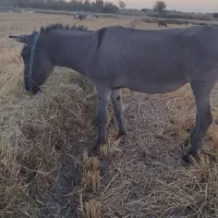 خر ماده گله ایی
