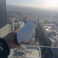 کبوتر پرشی غریبگیری